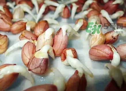 花生芽怎么培育？花生芽怎樣才能發(fā)出來