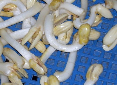 花生芽多少錢一斤？花生芽苦味有毒嗎？