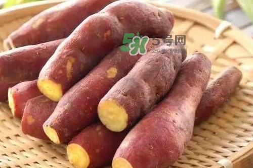 地瓜發(fā)芽能吃嗎？地瓜發(fā)芽了還可以吃嗎