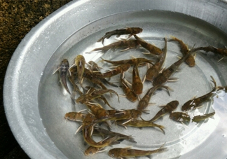 黃蜂魚(yú)怎么做好吃？黃蜂魚(yú)怎么釣