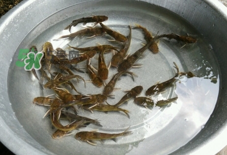 黃蜂魚怎么做好吃？黃蜂魚怎么釣