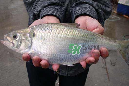 鰣魚什么時候最好吃？長江鰣魚什么上市