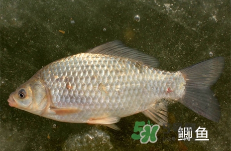 鰣魚和響魚是兩種魚嗎？鰣魚和鯽魚的區(qū)別