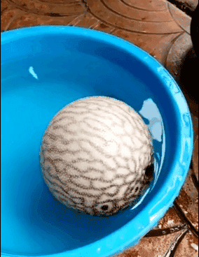 河豚魚多少錢一斤？河豚為什么會鼓起來