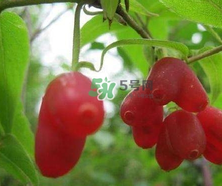 杈杷果能放時(shí)間長(zhǎng)嗎？杈杷果怎么保存？