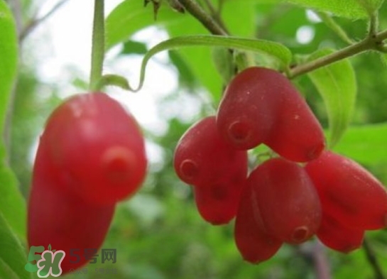 杈杷果能放時(shí)間長(zhǎng)嗎？杈杷果怎么保存？