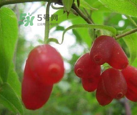 杈杷果多少錢一斤？杈杷果價(jià)格表