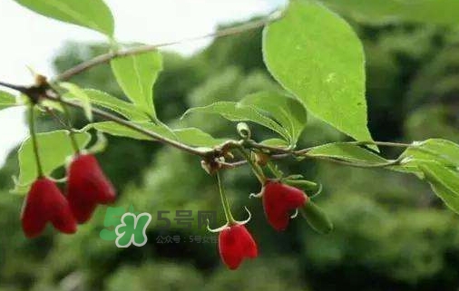 杈杷果怎么吃？杈杷果食用方法