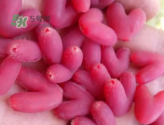 杈杷果怎么吃？杈杷果食用方法
