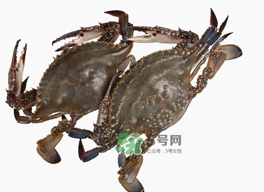 梭子蟹一只大概多重？梭子蟹一斤一般幾只？