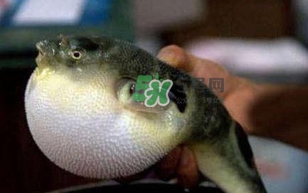河鲀可以養(yǎng)嗎？河鲀有毒為什么還要吃