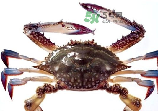 梭子蟹一只大概多重？梭子蟹一斤一般幾只？
