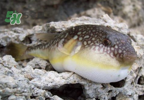 河鲀是淡水魚嗎？河鲀是哺乳動(dòng)物嗎