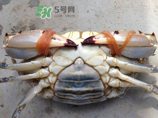 飛蟹可以冷凍嗎？飛蟹能冷凍保存嗎？