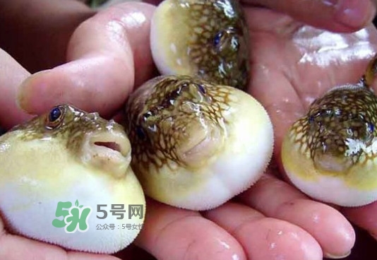 河豚哪里有毒？河豚毒素在哪