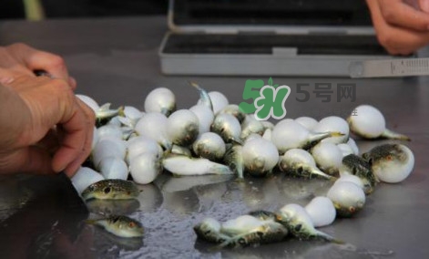 河豚能吃嗎？河豚可以吃嗎