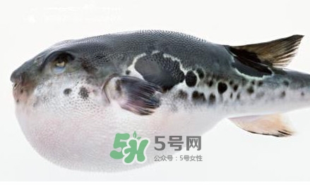 河豚究竟有多好吃？河豚最毒的部位是哪里