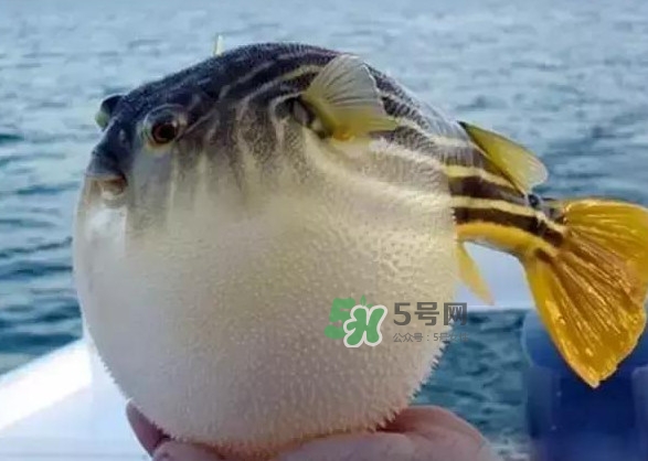 河豚魚多少錢一斤？河豚為什么會鼓起來