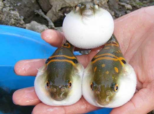 河豚魚(yú)怎么吃？河豚魚(yú)怎么去毒