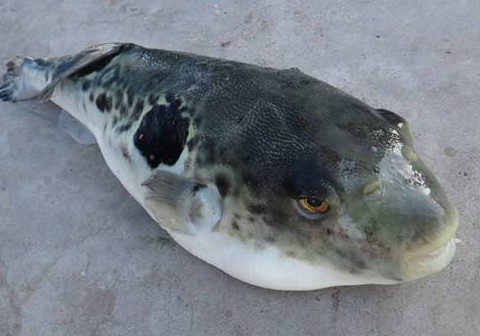 河豚魚(yú)怎么吃？河豚魚(yú)怎么去毒