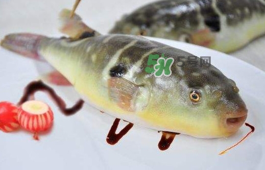 河豚魚是發(fā)物嗎？河豚魚為什么有毒