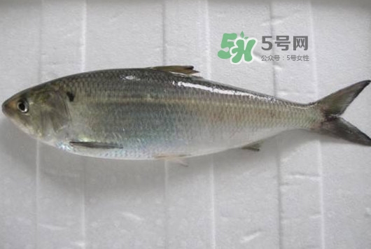 鰣魚多少錢一斤？長(zhǎng)江鰣魚多少錢一斤2017