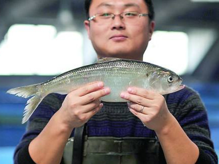 鰣魚是海魚還是淡水魚？鰣魚是發(fā)物嗎