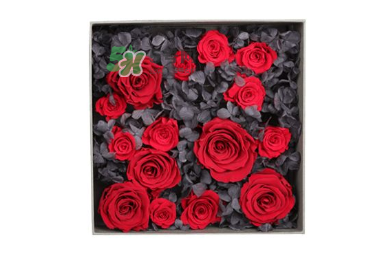 roseonly永生花可以保存多久？roseonly永生花保養(yǎng)
