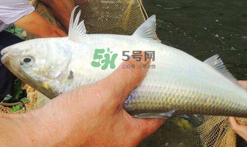 鰣魚(yú)的魚(yú)鱗能吃嗎？鰣魚(yú)為什么不去魚(yú)鱗