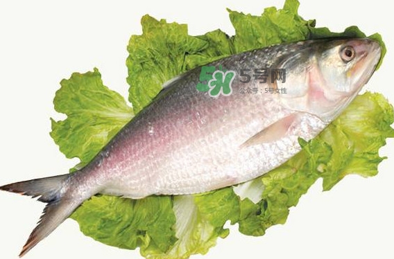 鰣魚孕婦能吃嗎？孕婦可以吃鰣魚嗎