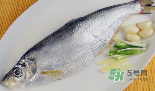 鰣魚和響魚是兩種魚嗎？鰣魚和鯽魚的區(qū)別