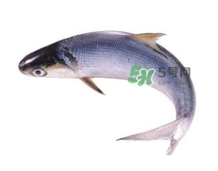 鰣魚什么時候最好吃？長江鰣魚什么上市