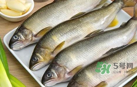 鰣魚與香魚怎么區(qū)分？鰣魚與香魚的區(qū)別