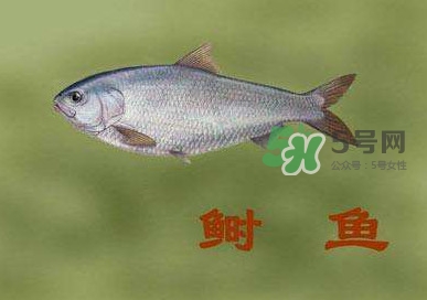鰣魚和響魚是兩種魚嗎？鰣魚和鯽魚的區(qū)別