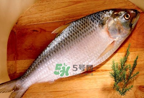 鰣魚怎么做好吃？鰣魚怎么處理