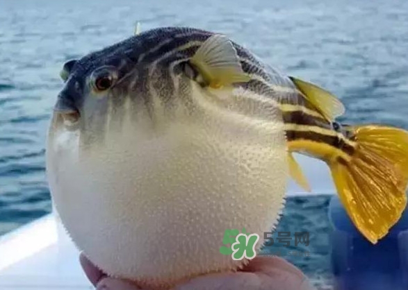 河豚魚是海鮮嗎？河豚魚是淡水魚嗎