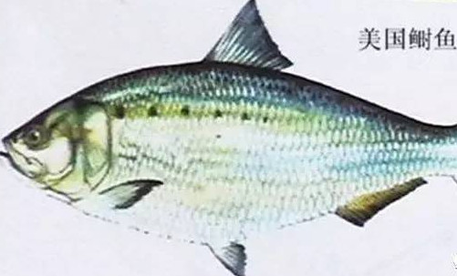 為什么吃清蒸海鰣魚都是半條？鰣魚有什么營養(yǎng)價值
