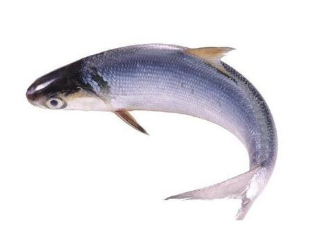 為什么吃清蒸海鰣魚都是半條？鰣魚有什么營養(yǎng)價值