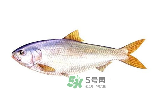 鰣魚(yú)的魚(yú)鱗能吃嗎？鰣魚(yú)為什么不去魚(yú)鱗