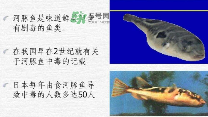 河豚中毒會(huì)產(chǎn)生幻覺(jué)嗎？河豚中毒多久發(fā)作