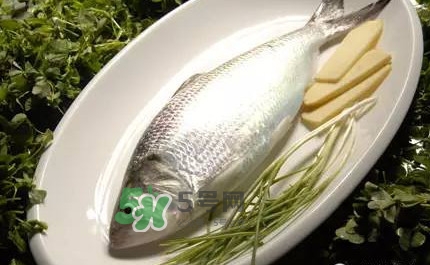鰣魚(yú)的魚(yú)鱗能吃嗎？鰣魚(yú)為什么不去魚(yú)鱗