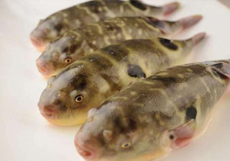 河鲀哪個(gè)部位有毒？河鲀哪個(gè)部位可以食用