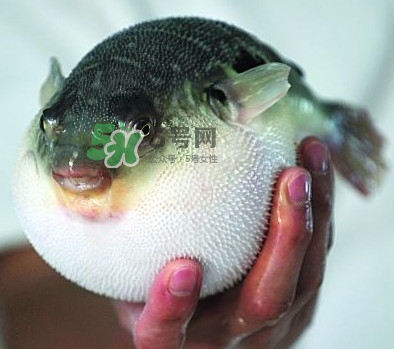 鰣魚和刀魚哪個貴？長江三鮮哪個最貴