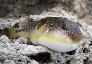 河鲀是淡水魚嗎？河鲀是哺乳動(dòng)物嗎