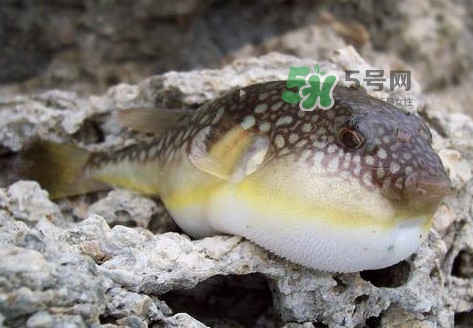河豚究竟有多好吃？河豚最毒的部位是哪里