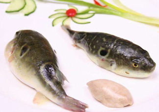 河豚中毒會(huì)產(chǎn)生幻覺嗎？河豚中毒多久發(fā)作
