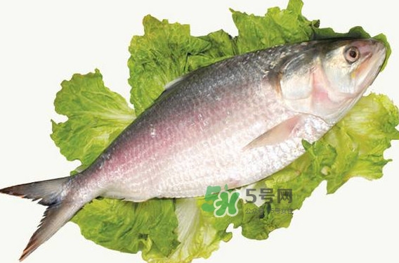 鰣魚什么時候最好吃？長江鰣魚什么上市