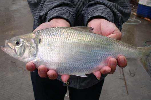 鰣魚是海魚還是淡水魚？鰣魚是發(fā)物嗎