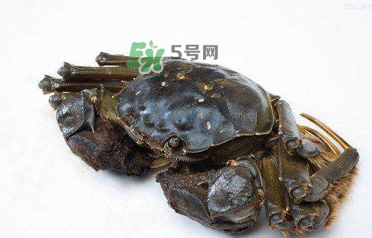 大閘蟹能活多久？大閘蟹可以活多久？