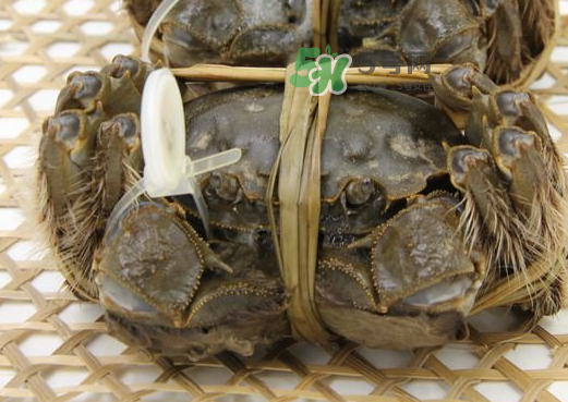 大閘蟹能活多久？大閘蟹可以活多久？